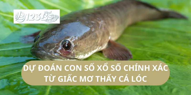 Dự Đoán Con Số Xổ Số Chính Xác Từ Giấc Mơ Thấy Cá Lóc