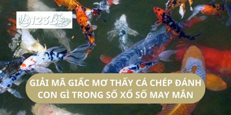 Giải Mã Giấc Mơ Thấy Cá Chép Đánh Con Gì Trong Số Xổ Số May Mắn