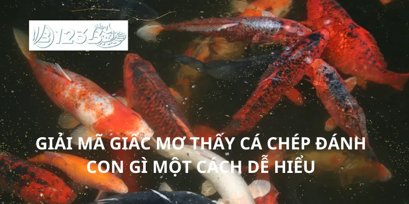 Giải mã giấc mơ thấy cá chép đánh con gì một cách dễ hiểu