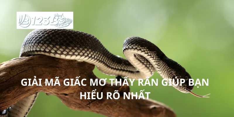 Giải mã giấc mơ thấy rắn giúp bạn hiểu rõ nhất