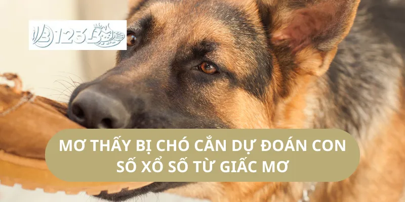 Mơ Thấy Bị Chó Cắn Dự Đoán Con Số Xổ Số Từ Giấc Mơ