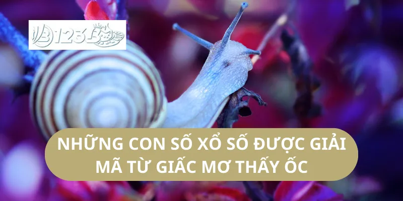 Những Con Số Xổ Số Được Giải Mã Từ Giấc Mơ Thấy Ốc
