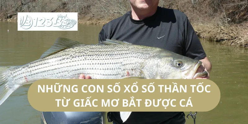 Những Con Số Xổ Số Thần Tốc Từ Giấc Mơ Bắt Được Cá