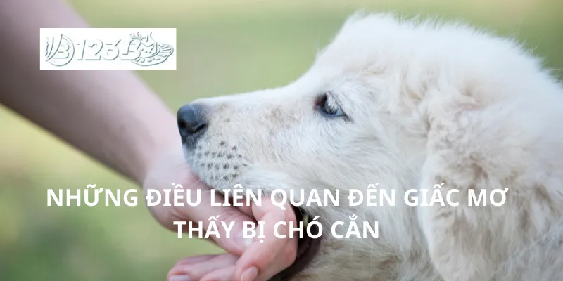 Những điều liên quan đến giấc mơ thấy bị chó cắn