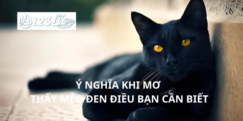 Ý nghĩa khi mơ thấy mèo đen điều bạn cần biết